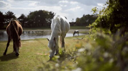 Featured - Spencers New Forest